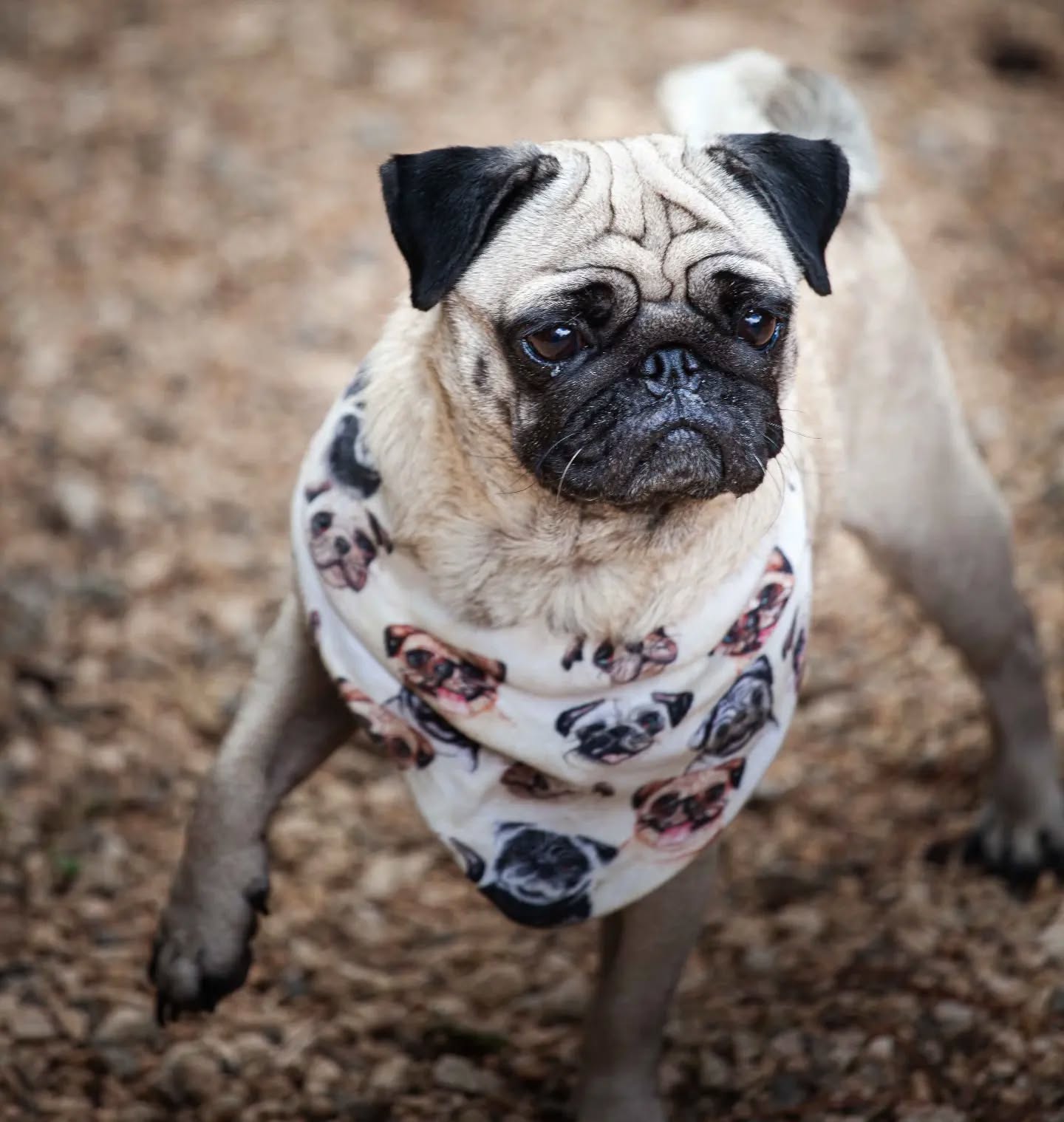 petfocusbrasil_1683990830_3101862368551832230_13460761