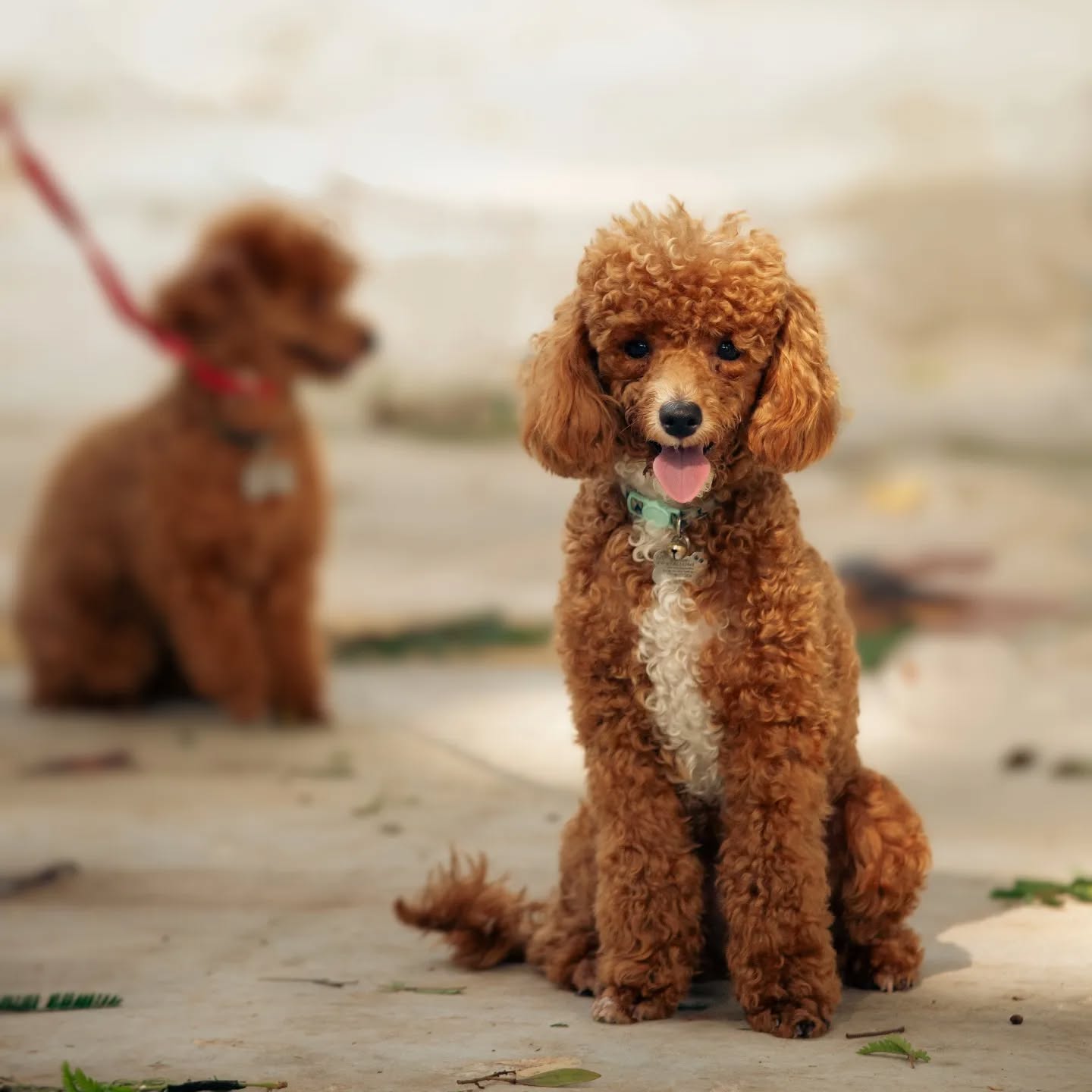 petfocusbrasil_1714396456_3356923240154757804_13460761