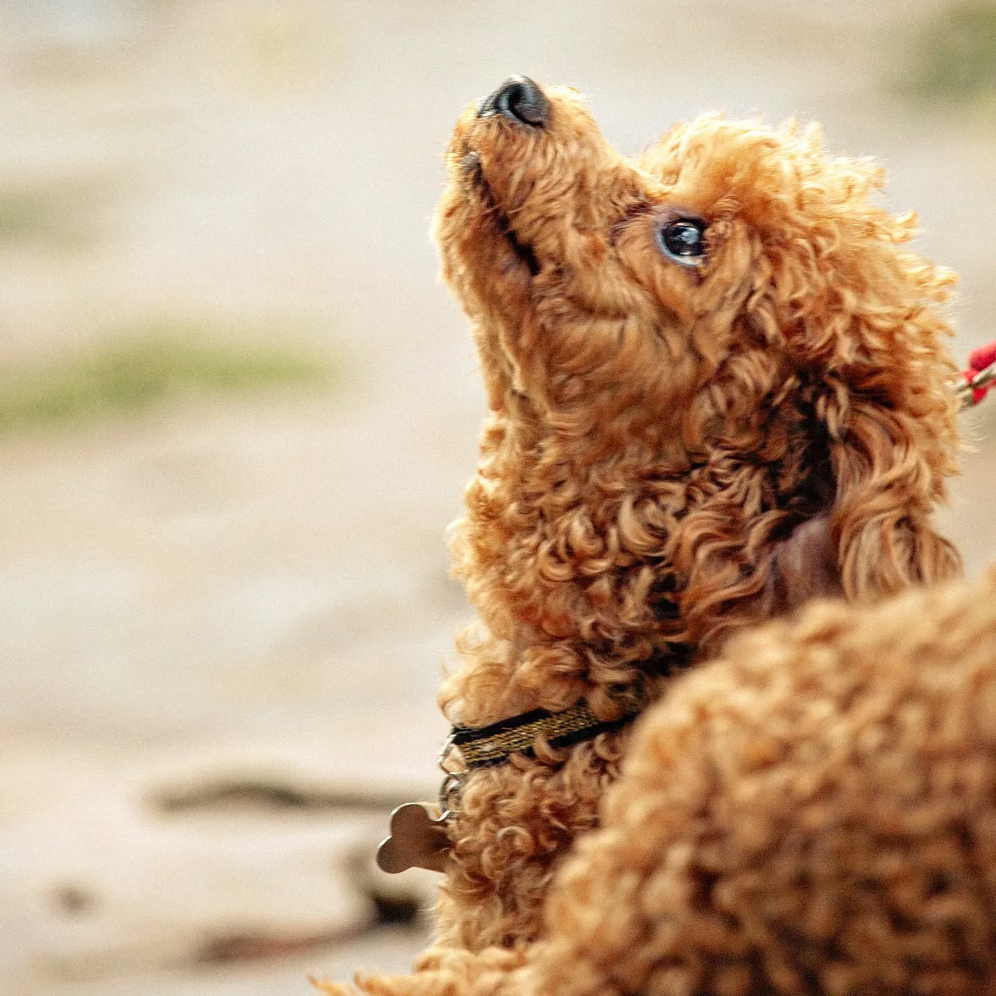 petfocusbrasil_1714419618_3357117539625994326_13460761