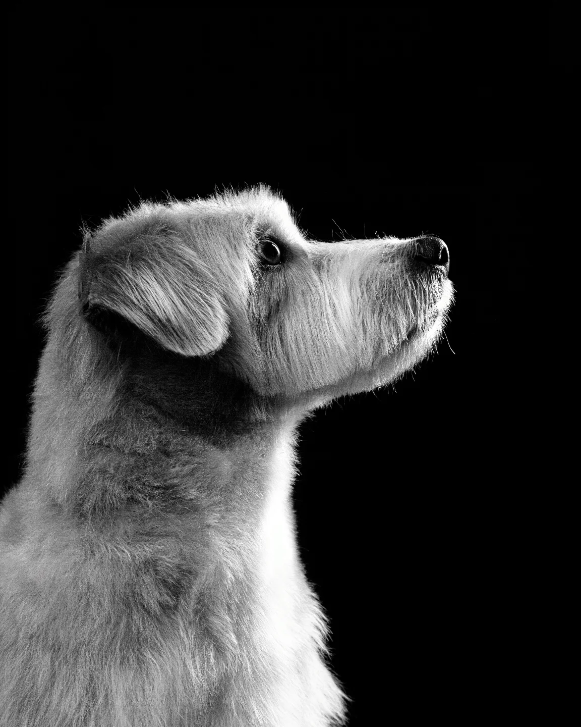 petfocusbrasil_1746187454_3623605461548647662_13460761