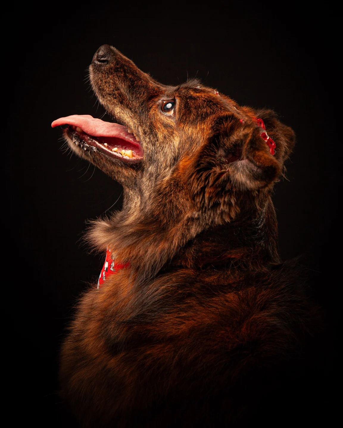 petfocusbrasil_1746230543_3623966915921489637_13460761