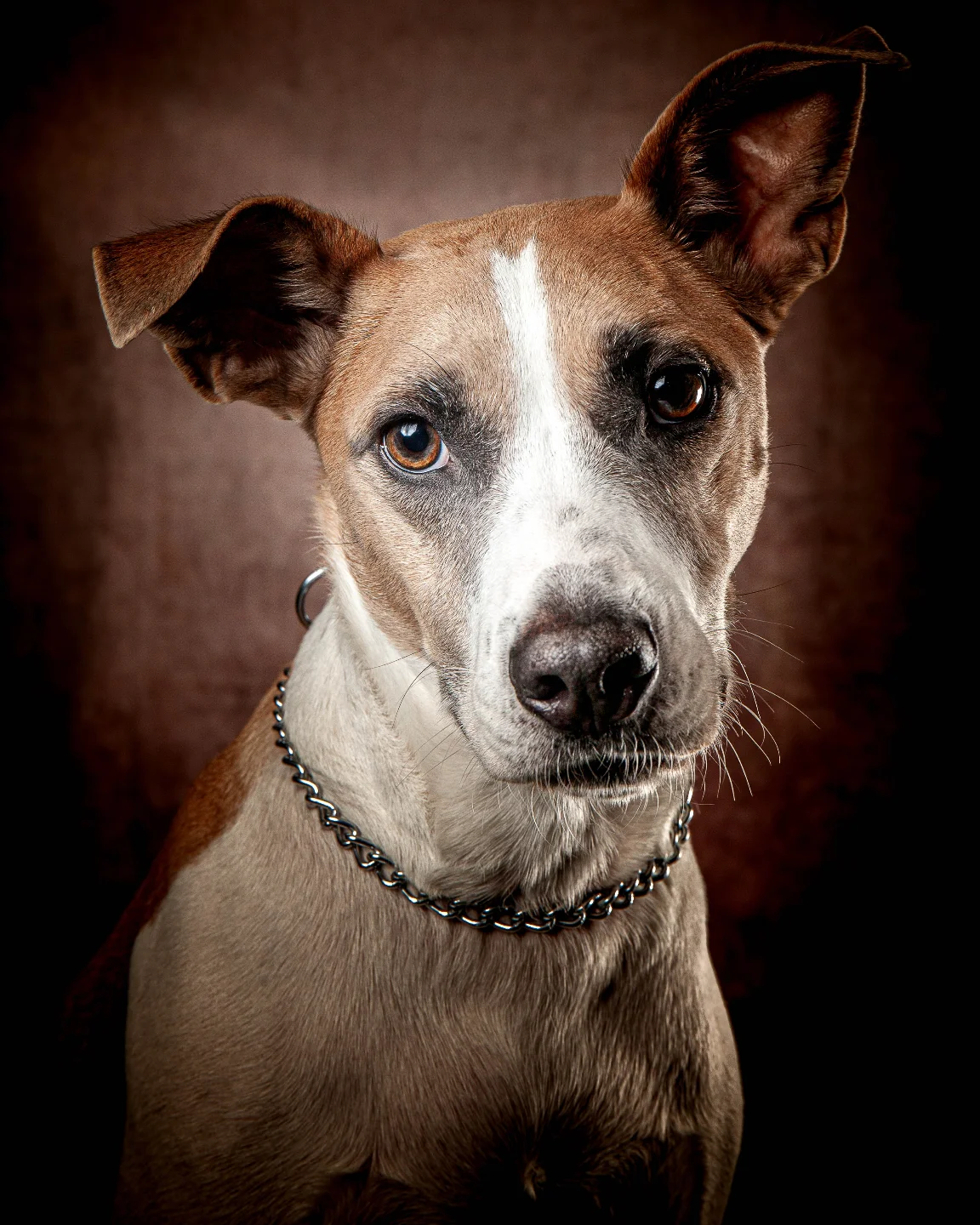 petfocusbrasil_1746728887_3628147330668539238_13460761