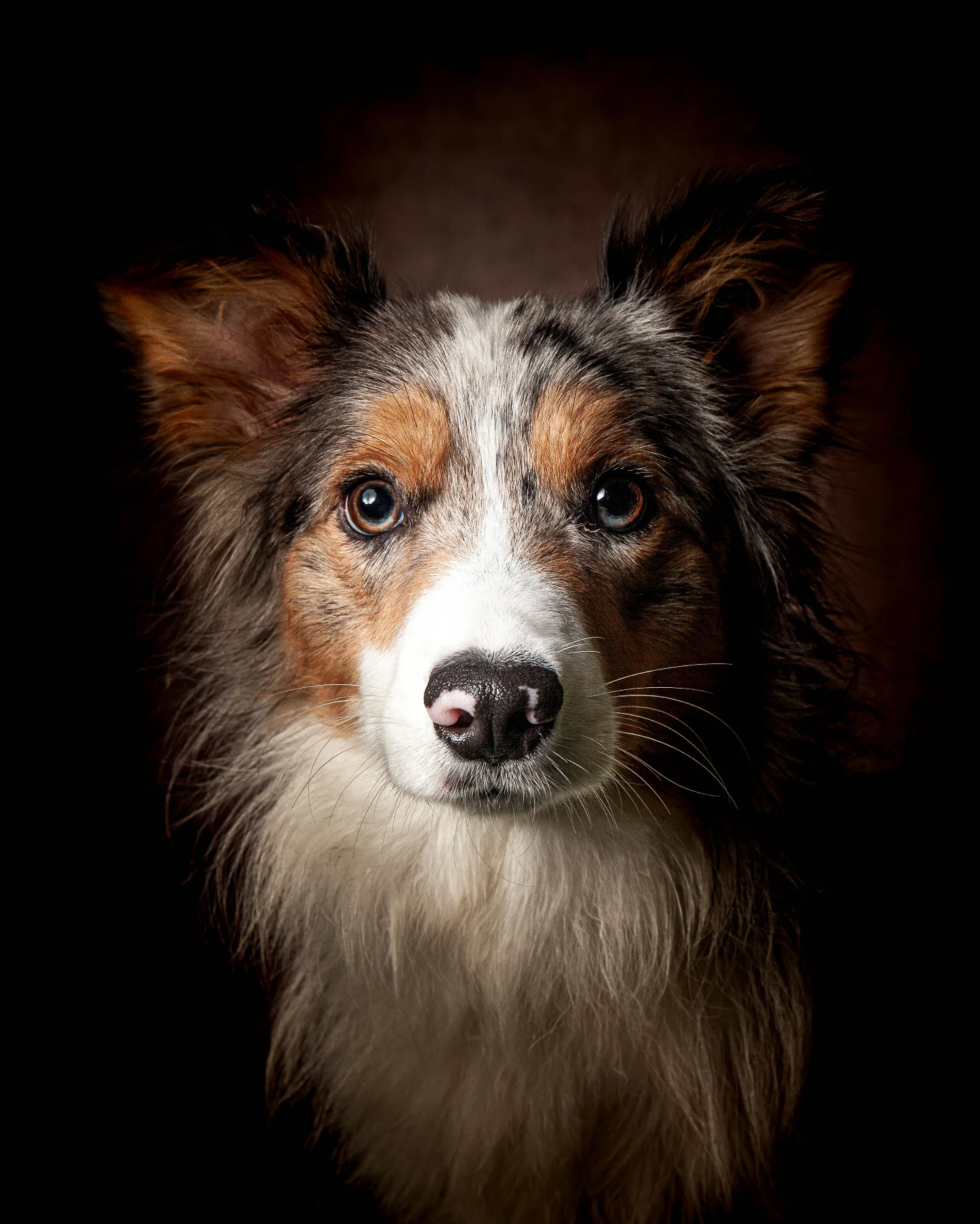 petfocusbrasil_1747052801_3630864517384439267_13460761