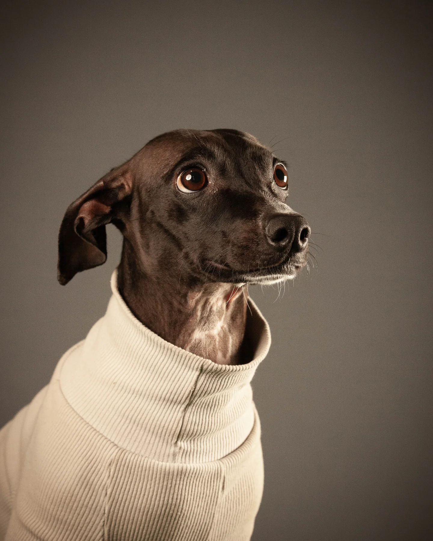 petfocusbrasil_1747139641_3631592981791817924_13460761