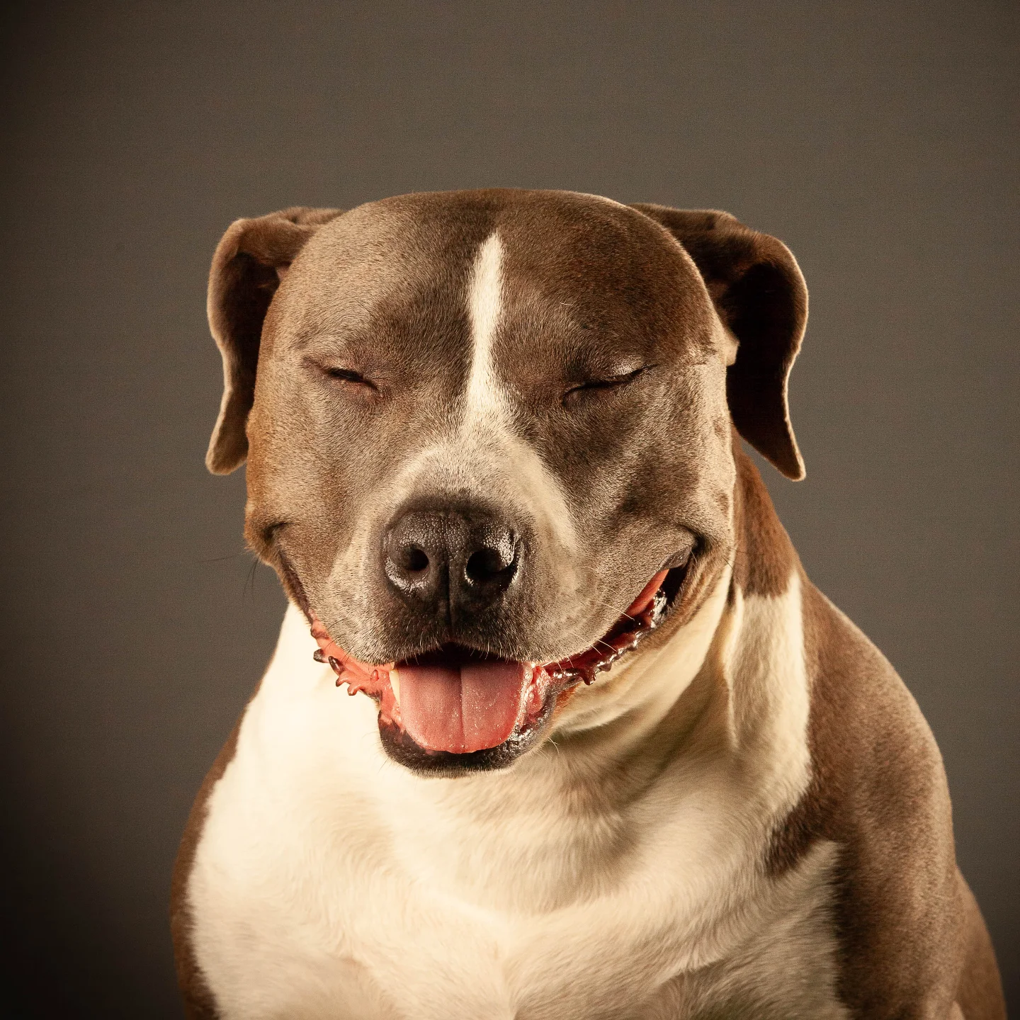 petfocusbrasil_1747223957_3632300282547171282_13460761