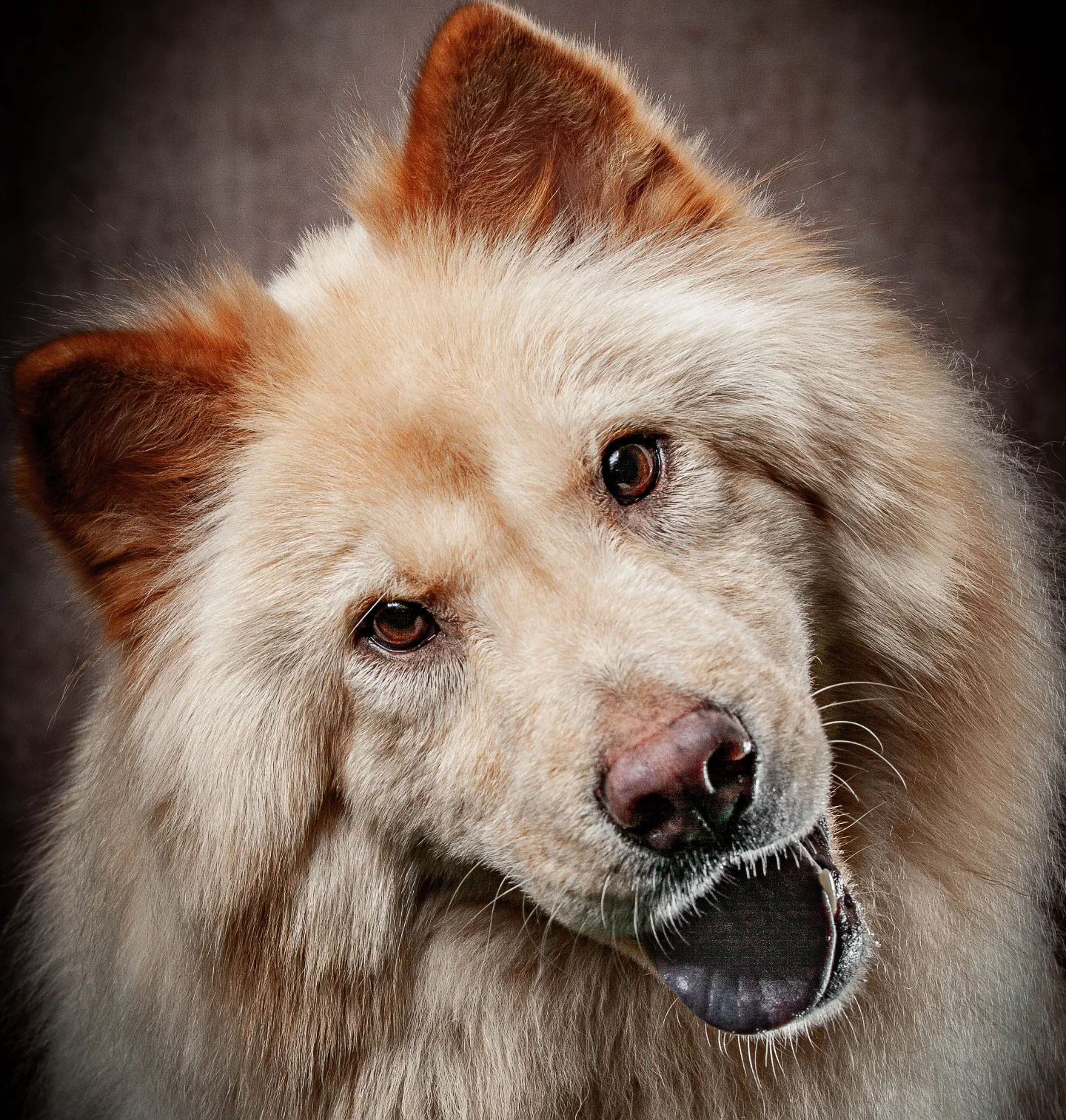 petfocusbrasil_1747397658_3633757387816837769_13460761