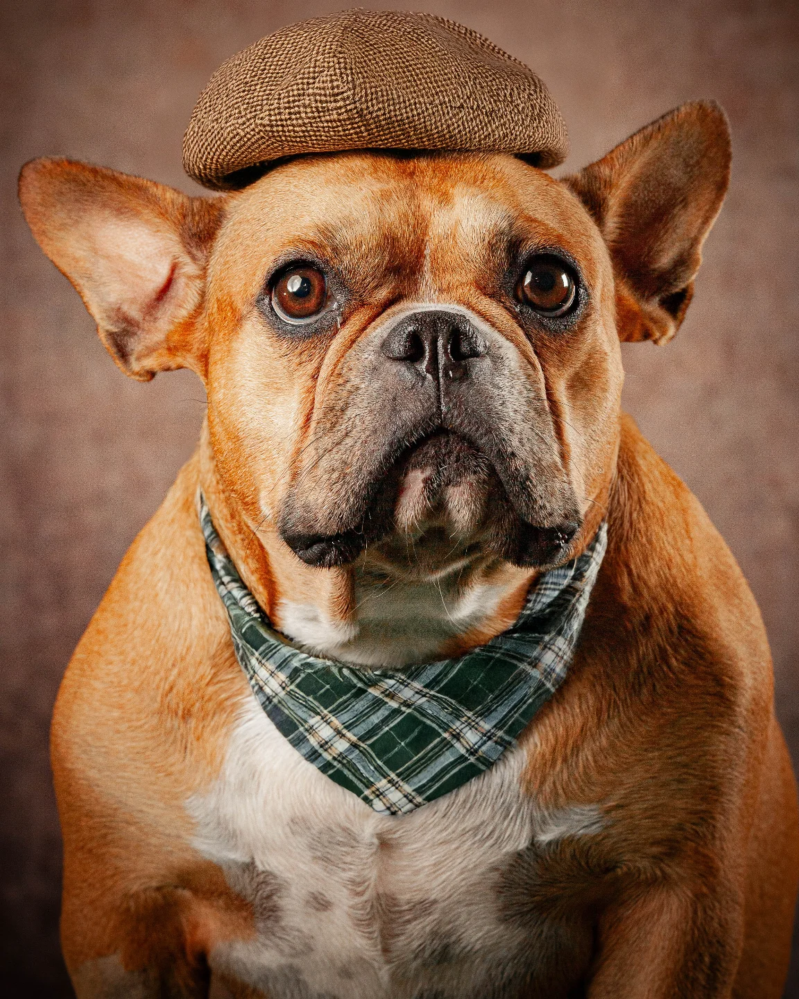 petfocusbrasil_1748025191_3639021519566777130_13460761