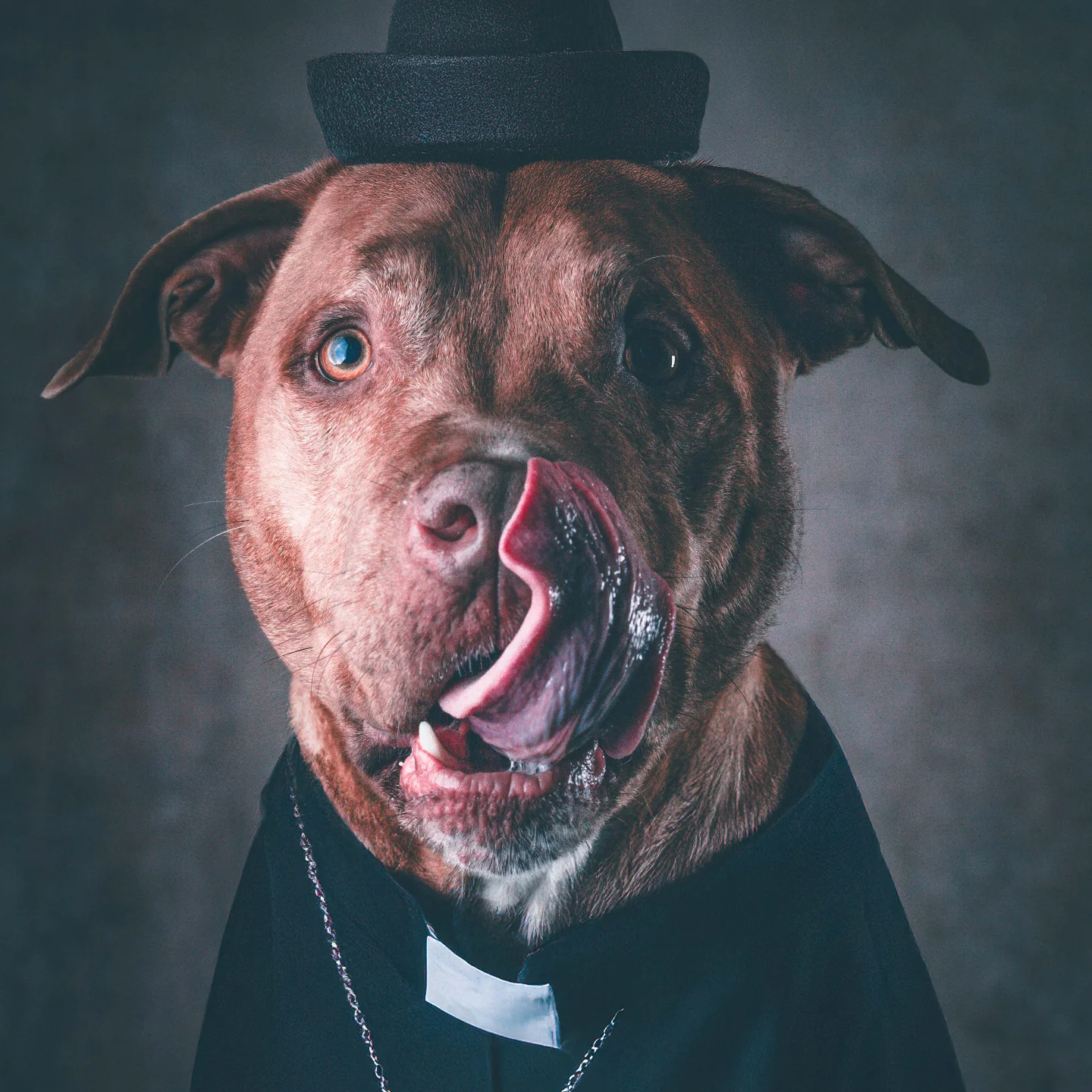 petfocusbrasil_1748293011_3641268151570047580_13460761