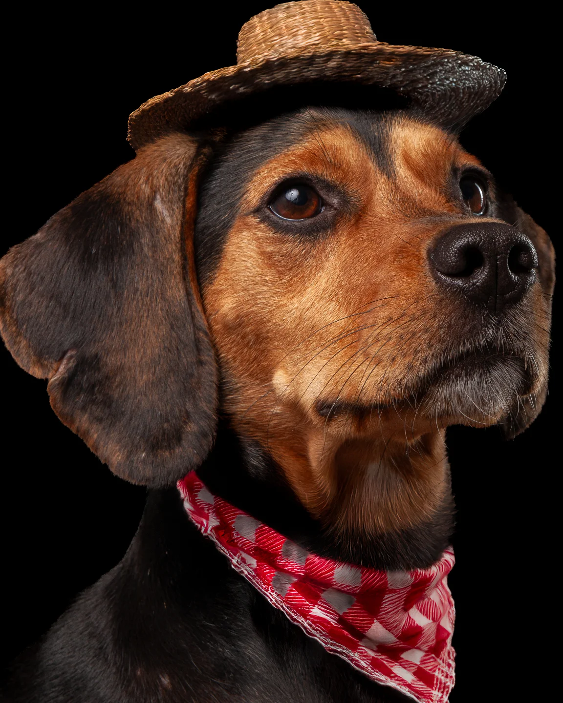 petfocusbrasil_1748464628_3642707779199974170_13460761