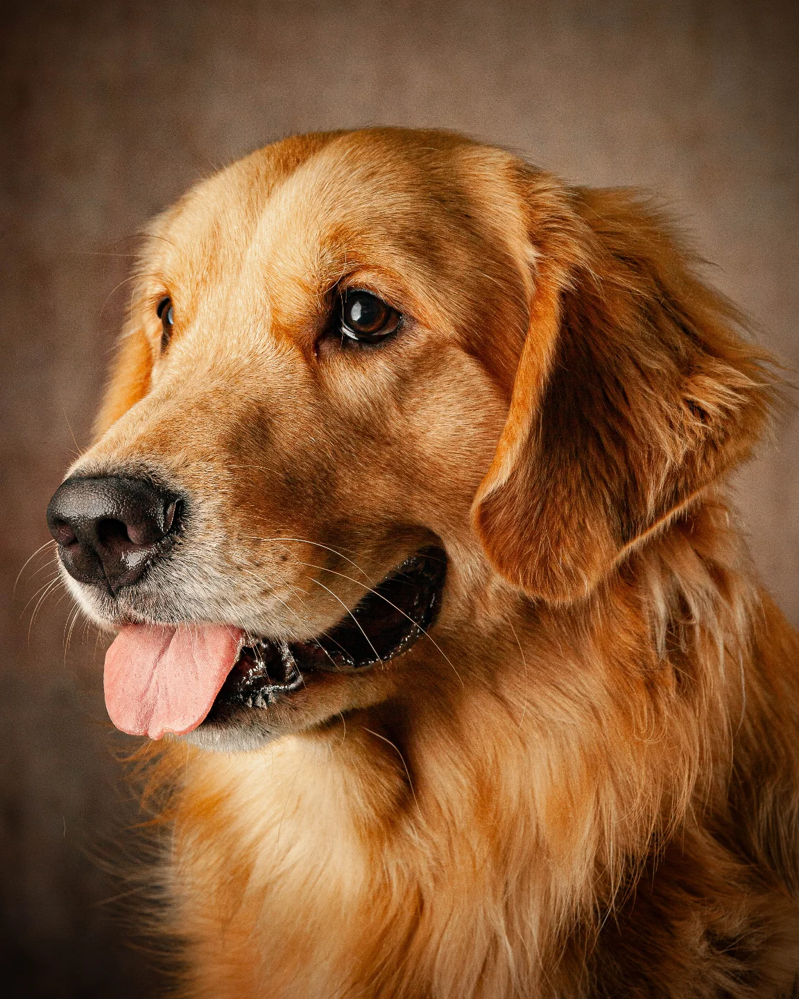 petfocusbrasil_1748984194_3647066216415438168_13460761